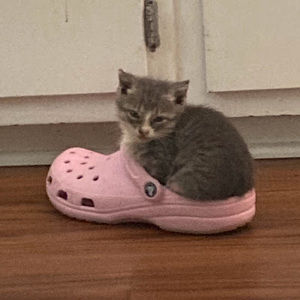 Meet your Posher, Mayra